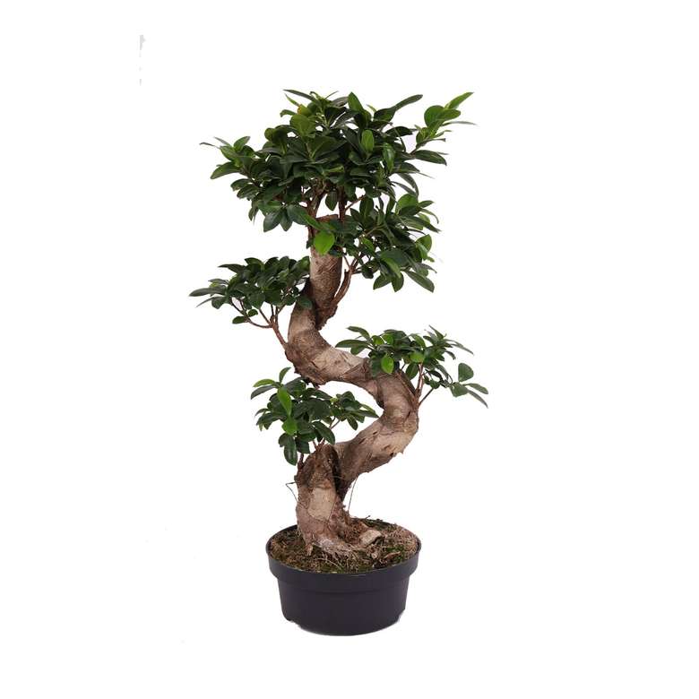 Canlı Çiçek  Ficus Ginseng S Shape 35 -50 cm